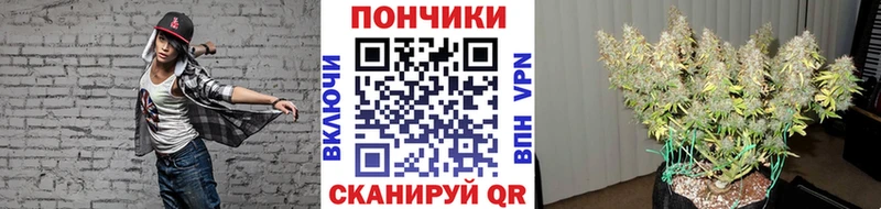 Бошки марихуана сатива  купить закладку  Светлый 